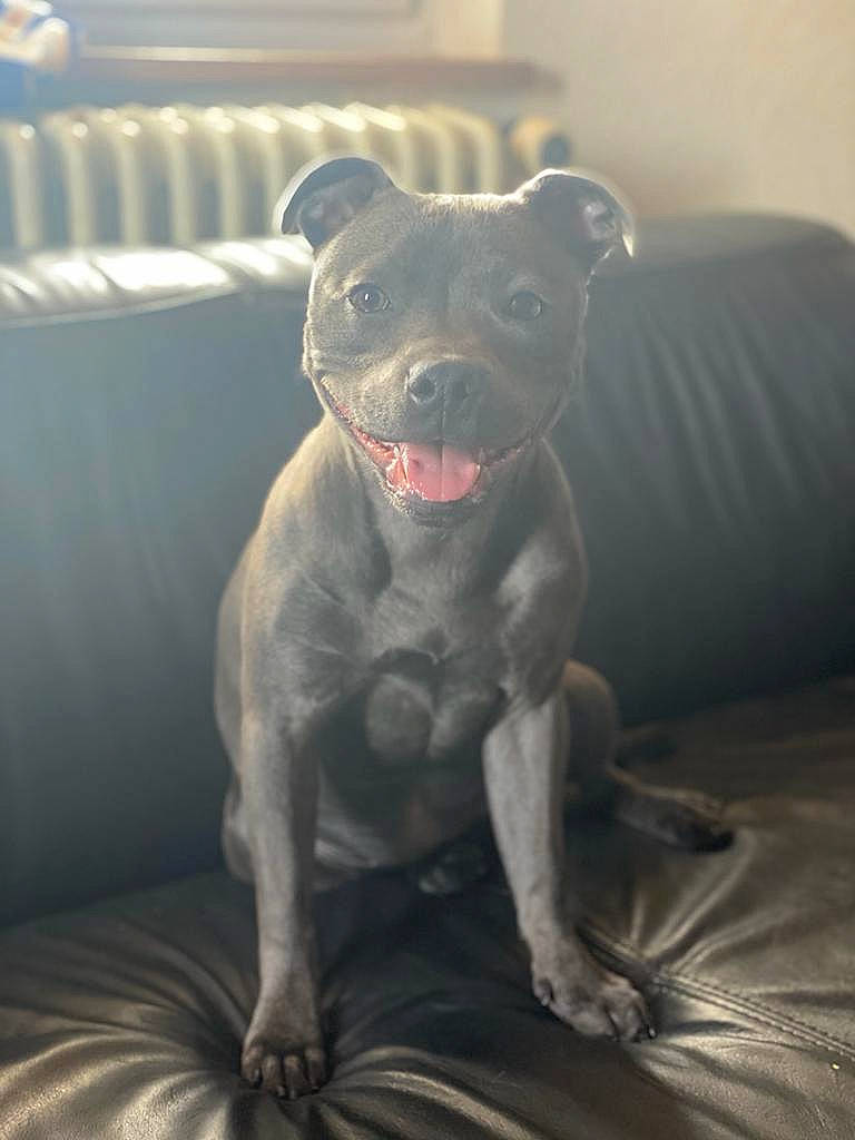 Mia a rejoint le concours — aidez-le/la à gagner de superbes lots ! canidae, carnivore, comfort, companion_dog, dog, dog_breed, fawn, foot, fur, grey, guard_dog, jaw, puppy, sitting, snout, sporting_group, terrestrial_animal, toy, whiskers, working_animal