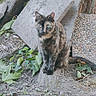 Gribouille a rejoint le concours — aidez-le/la à gagner de superbes lots ! cat, tortoiseshell_cat, green_eyes, outdoor, dirt, leaves, concrete, slabs, tree_bark, nature, animal, pet, feline, sitting, curious, ground, plants, urban, texture, wildlife