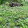 cat, tortoiseshell_cat, grass, plants, garden, outdoor, greenery, nature, animal, feline, alert, crouching, wild_plants, leafy, building, daylight, small_animal, mammal, pet, stealth