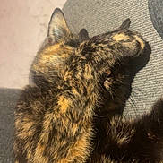 Gribouille participe au concours pour gagner de l'argent avec cette photo : cat, tortoiseshell, paw, resting, fur, sunlight, indoor, gray_fabric, cute, pet, sleeping, cozy, animal, feline, close_up, relaxed, soft, whiskers, ear, comfort