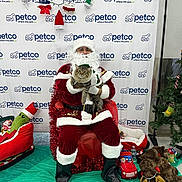 Meeko joined the competition — help win amazing prizes! santa_claus, cat, tabby_cat, christmas, holiday, petco, plush_toy, stuffed_animal, reindeer, elf_hat, person, beard, costume, festive, background, green_floor, decorations, glasses, indoor, photo_booth