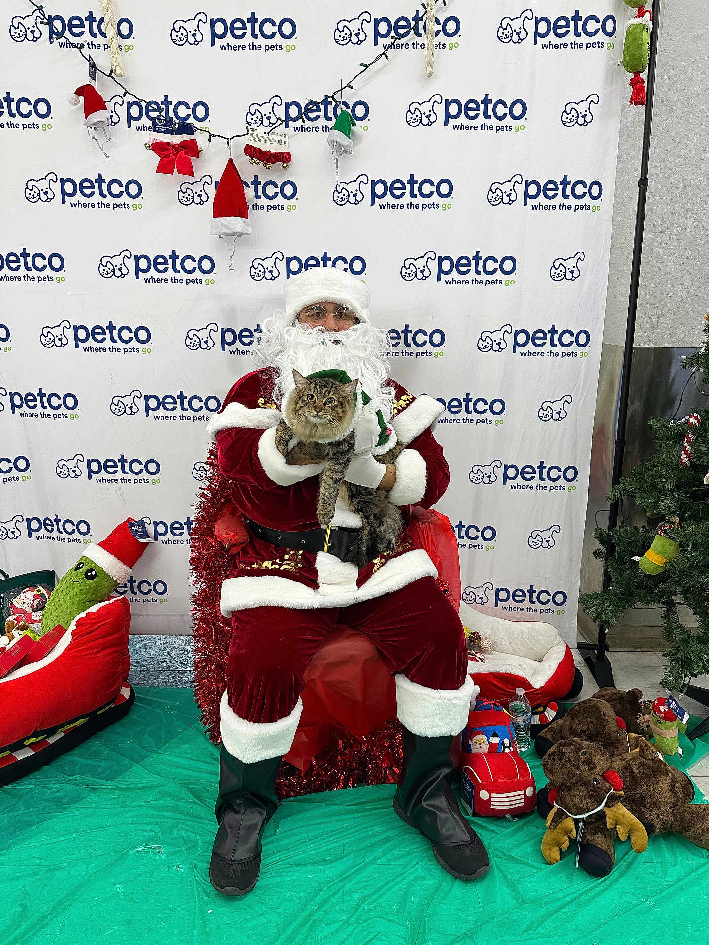 Meeko joined the competition — help win amazing prizes! santa_claus, cat, tabby_cat, christmas, holiday, petco, plush_toy, stuffed_animal, reindeer, elf_hat, person, beard, costume, festive, background, green_floor, decorations, glasses, indoor, photo_booth