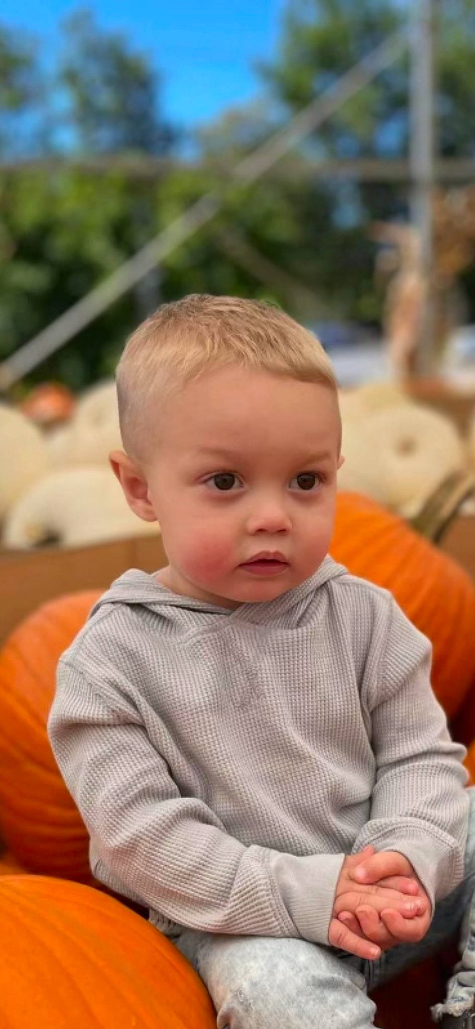 Gunner is registered to the contest to win money with this photo: baby, baby_toddler_clothing, blond, calabaza, cheek, child, facial_expression, fun, grass, hairstyle, happy, leisure, nose, orange, people, person, recreation, sitting, skin, toddler