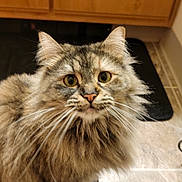 Sadie joined the competition — help win amazing prizes! cat, fluffy, long_hair, animal, pet, indoor, curious, floor, tile, cabinet, mat, whiskers, ears, close_up, feline, domestic, cute, looking_up, power_cord, home