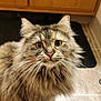 cat, fluffy, long_hair, animal, pet, indoor, curious, floor, tile, cabinet, mat, whiskers, ears, close_up, feline, domestic, cute, looking_up, power_cord, home