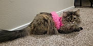 Sadie joined the competition — help win amazing prizes! cat, fluffy, pink_outfit, carpet, indoor, pet, animal, feline, curious, sitting, long_tail, fur, cute, domestic, house, wall, floor, second_cat, partial_view, relaxed