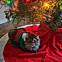 Sadie joined the competition — help win amazing prizes! cat, christmas_tree, christmas_lights, tree_skirt, holiday, festive, sweater, red, green, ornament, pine_needles, indoor, pet, furry, cute, cozy, decorations, animal, floor, relaxed