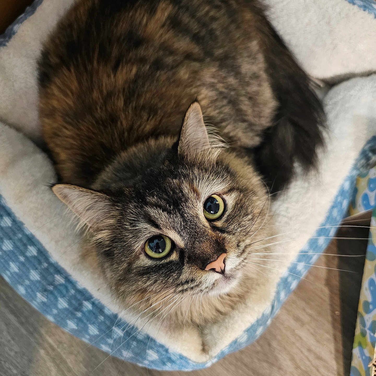 Sadie joined the competition — help win amazing prizes! animal, cat, comfortable, cozy, cute, domestic_cat, ears, feline, floor, fur, green_eyes, indoor, looking_up, nose, pet_bed, resting, soft, tabby_cat, whiskers, wood_floor