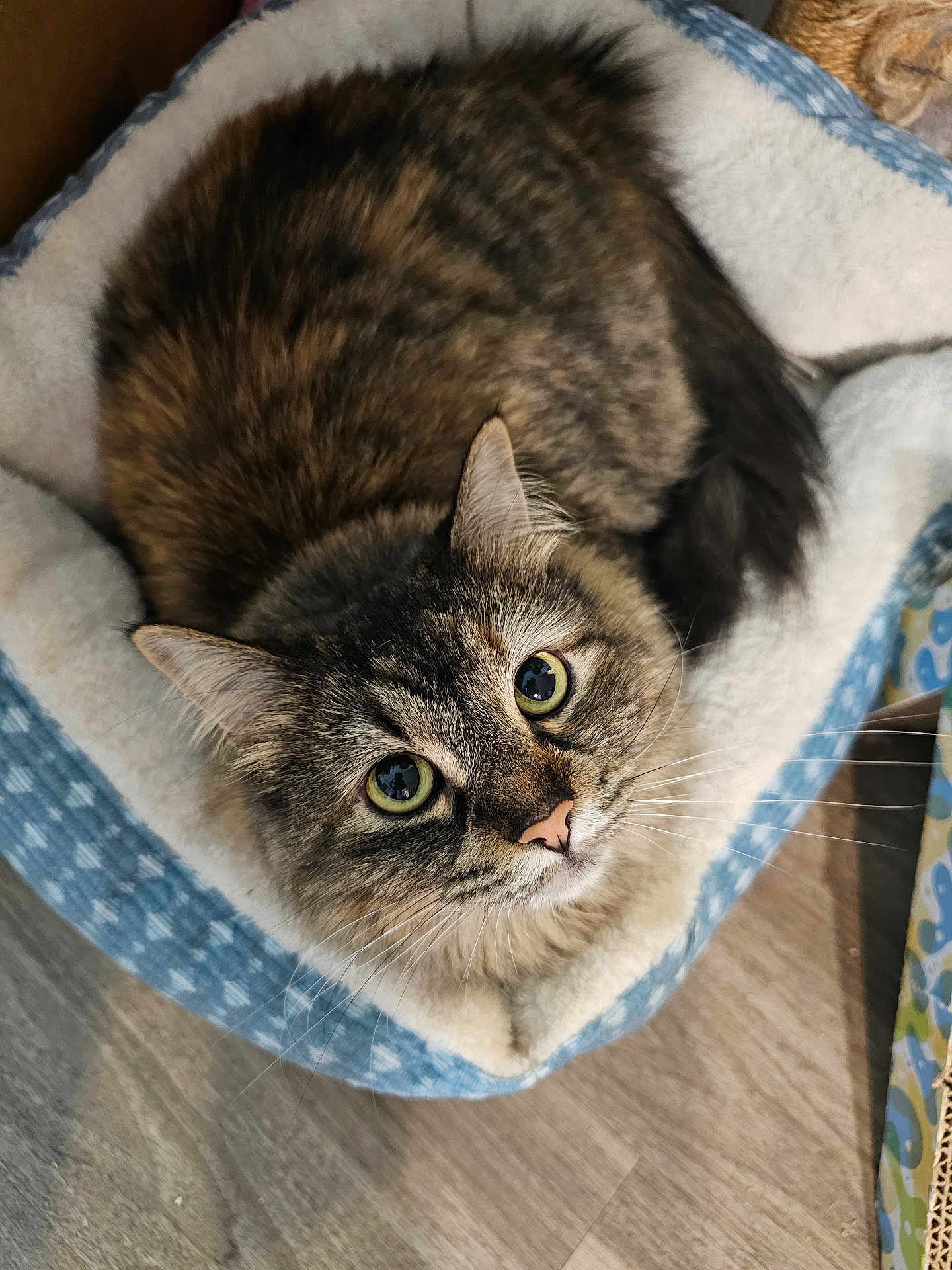 Sadie joined the competition — help win amazing prizes! cat, tabby_cat, pet_bed, indoor, floor, wood_floor, feline, fur, green_eyes, looking_up, cozy, soft, whiskers, ears, nose, domestic_cat, cute, animal, resting, comfortable