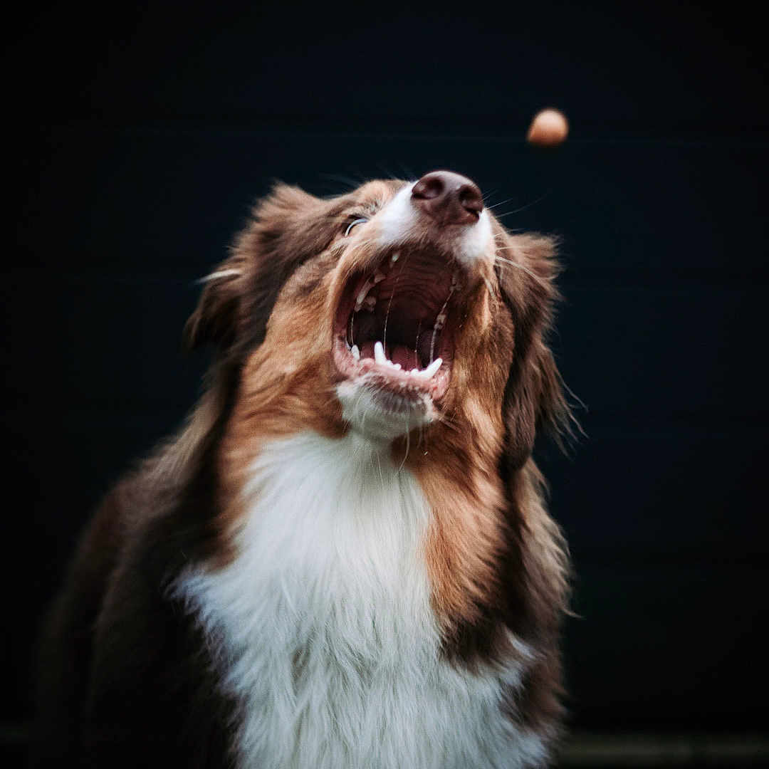 Aïko a rejoint le concours — aidez-le/la à gagner de superbes lots ! animal, ball, baseball, baseballball, bodypart, canine, collie, cream, dessert, dog, face, food, head, hound, mouth, person, pet, puppy, sport, teeth
