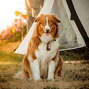 Aïko participe au concours pour gagner de l'argent avec cette photo : dog, australian_shepherd, outdoor, grass, tent, sunlight, pet, animal, sitting, happy, collar, fur, nature, smile, daylight, canine, friendly, brown, white, cute