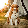dog, australian_shepherd, outdoor, grass, tent, sunlight, pet, animal, sitting, happy, collar, fur, nature, smile, daylight, canine, friendly, brown, white, cute