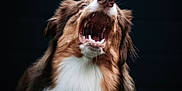 Aïko a rejoint le concours — aidez-le/la à gagner de superbes lots ! animal, ball, baseball, baseballball, bodypart, canine, collie, cream, dessert, dog, face, food, head, hound, mouth, person, pet, puppy, sport, teeth