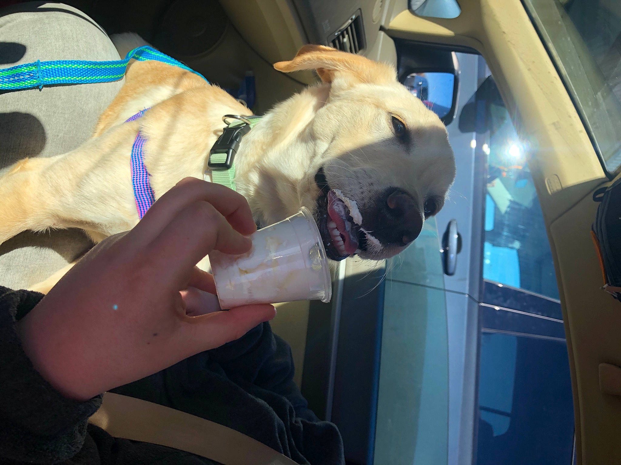 Luca is registered to the contest to win money with this photo: auto_part, automotive_design, automotive_exterior, automotive_lighting, carnivore, dog, eyewear, fawn, finger, fun, jaw, motor_vehicle, nail, passenger, personal_protective_equipment, snout, stuffed_toy, toy, vehicle_door, wrist