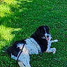 dog, black_and_white, grass, outdoor, leash, tree, sunlight, nature, pet, animal, canine, relaxing, greenery, field, summer, happy, tongue_out, flora, resting, daytime