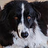 dog, border_collie, black_and_white, fluffy, pet, animal, indoor, close_up, brown_eyes, fur, cute, canine, looking, portrait, muzzle, nose, ears, domestic_animal, alert, laying_down