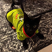 Panther is registered to the contest to win money with this photo: animal, black_cat, carpet, cat, christmas, clothing, cute, domestic_cat, ears, eyes, feline, floor, green_shirt, holiday, indoor, looking_up, patterned_rug, pet, shirt, whiskers