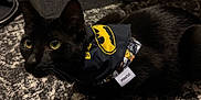 Panther joined the competition — help win amazing prizes! alert, animal, bandana, batman_bandana, black_cat, carpet, cat, close_up, collar, cute, domestic_cat, eyes, feline, fur, household, indoor, mammal, pet, sitting, whiskers