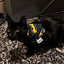 alert, animal, bandana, batman_bandana, black_cat, carpet, cat, close_up, collar, cute, domestic_cat, eyes, feline, fur, household, indoor, mammal, pet, sitting, whiskers