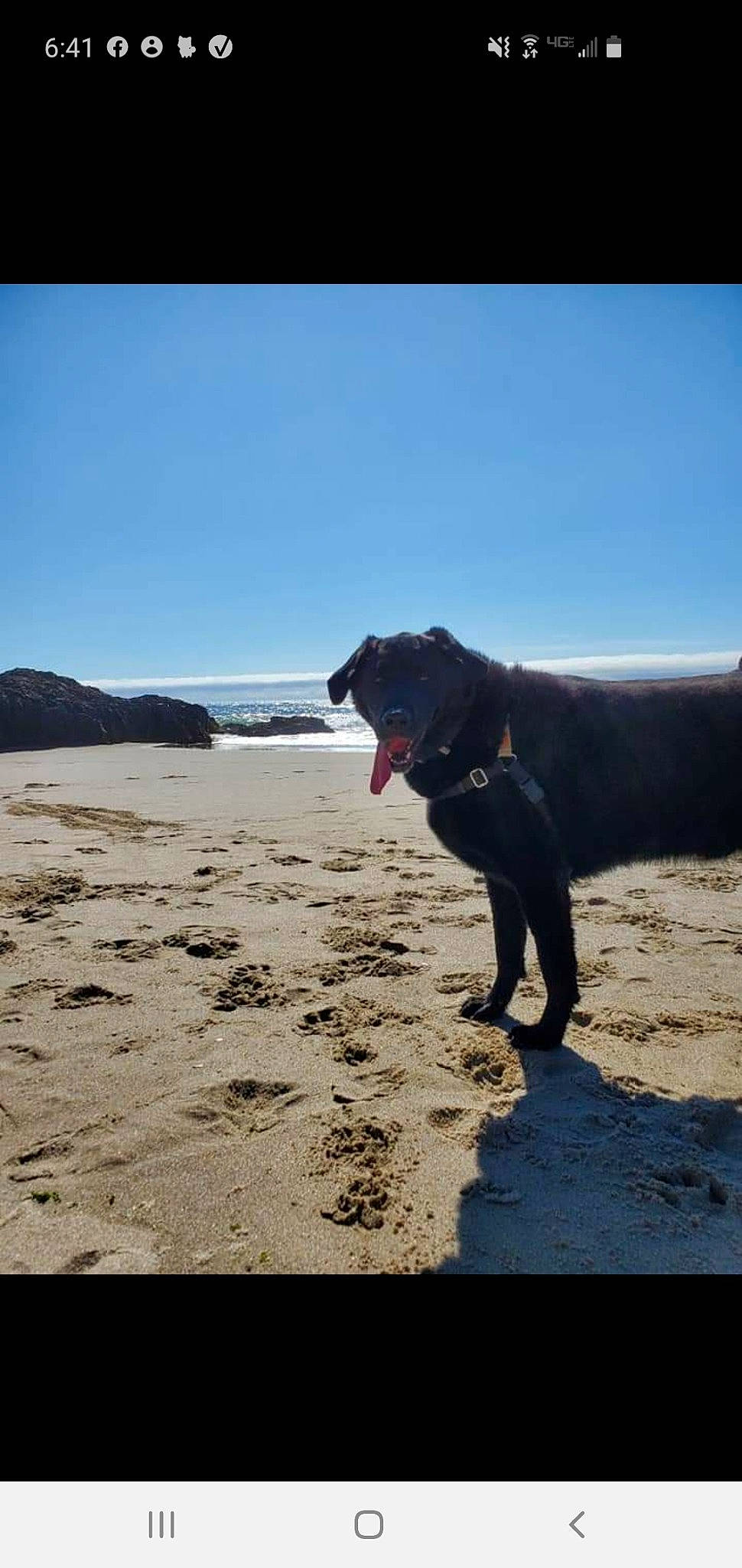Chewie is registered to the contest to win money with this photo: beach, carnivore, cloud, coast, companion_dog, dog, dog_breed, dog_collar, fawn, horizon, landscape, ocean, sand, shore, sky, tail, water, wave, wind_wave, working_animal