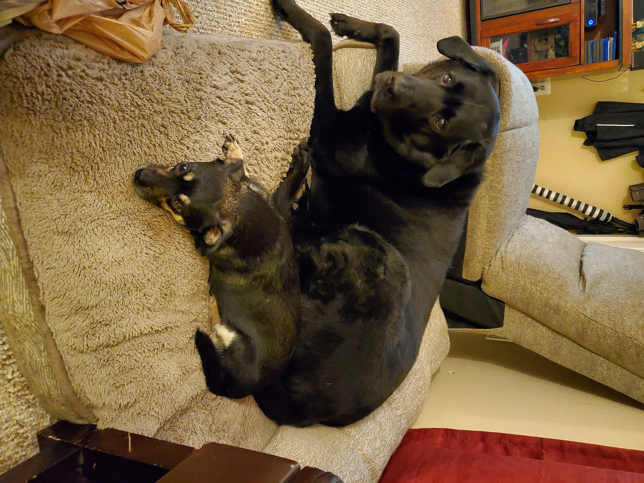 Chewie joined the competition — help win amazing prizes! art, bronze, bronze_sculpture, carnivore, comfort, companion_dog, dog, dog_breed, extinction, felidae, fur, jaw, metal, room, sculpture, small_to_medium_sized_cats, tail, terrestrial_animal, wood, working_animal