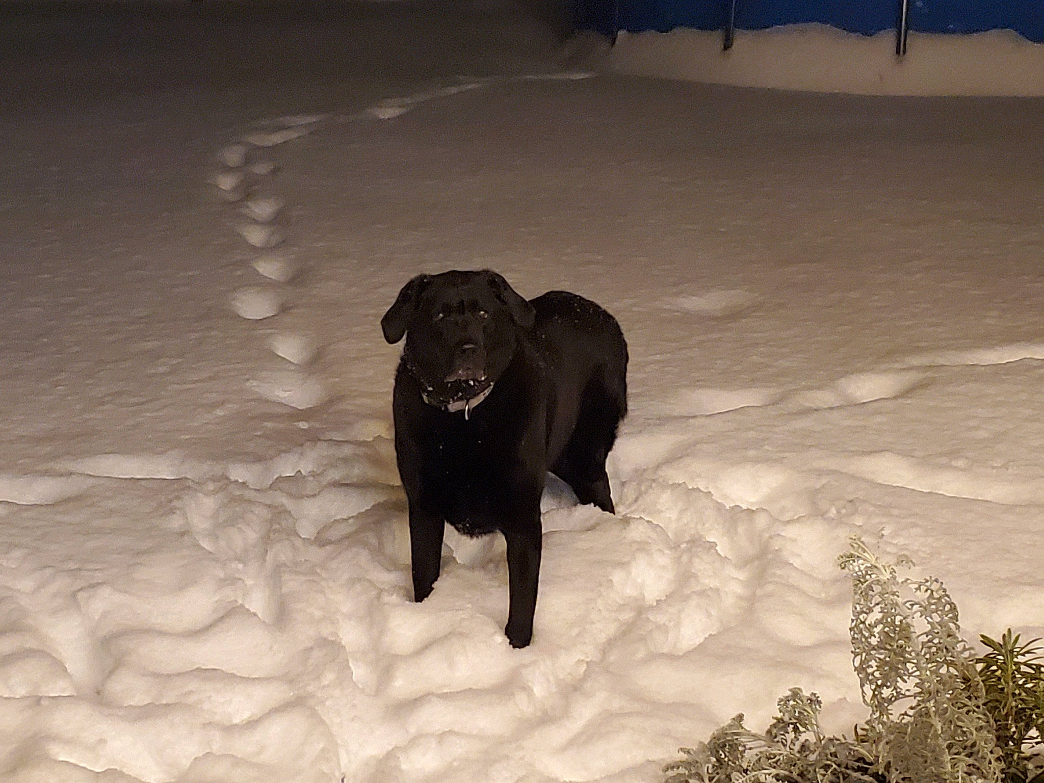 Chewie joined the competition — help win amazing prizes! borador, canidae, carnivore, companion_dog, dog, dog_breed, fawn, fur, guard_dog, gun_dog, plant, retriever, shadow, snow, sporting_group, tail, terrestrial_animal, tints_and_shades, winter, working_animal