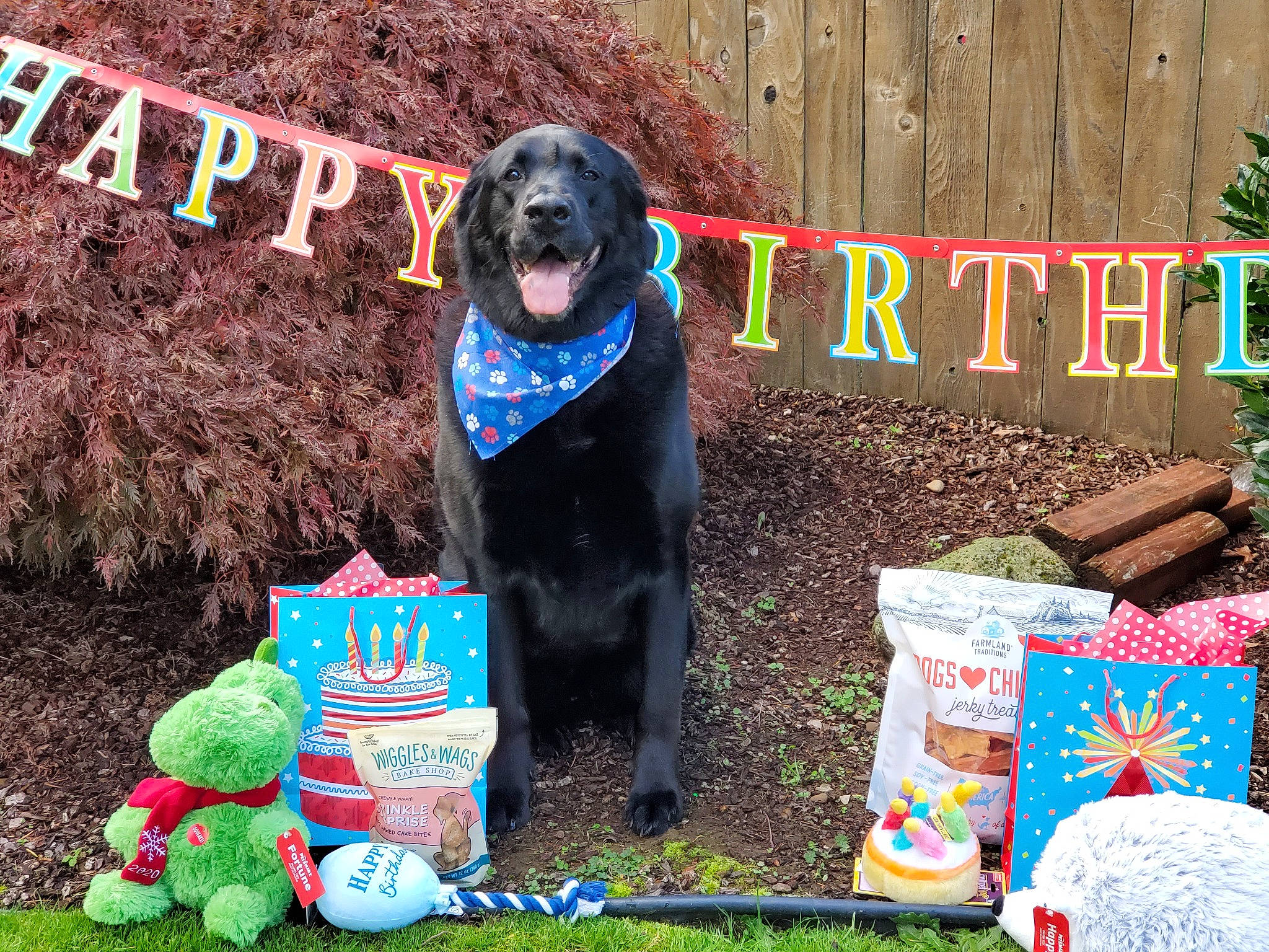 Chewie is registered to the contest to win money with this photo: ball, carnivore, collar, companion_dog, dog, dog_breed, dog_collar, dog_sports, dog_supply, event, grass, green, gun_dog, lawn, mammal, pet_supply, plant, sporting_group, vertebrate, working_animal