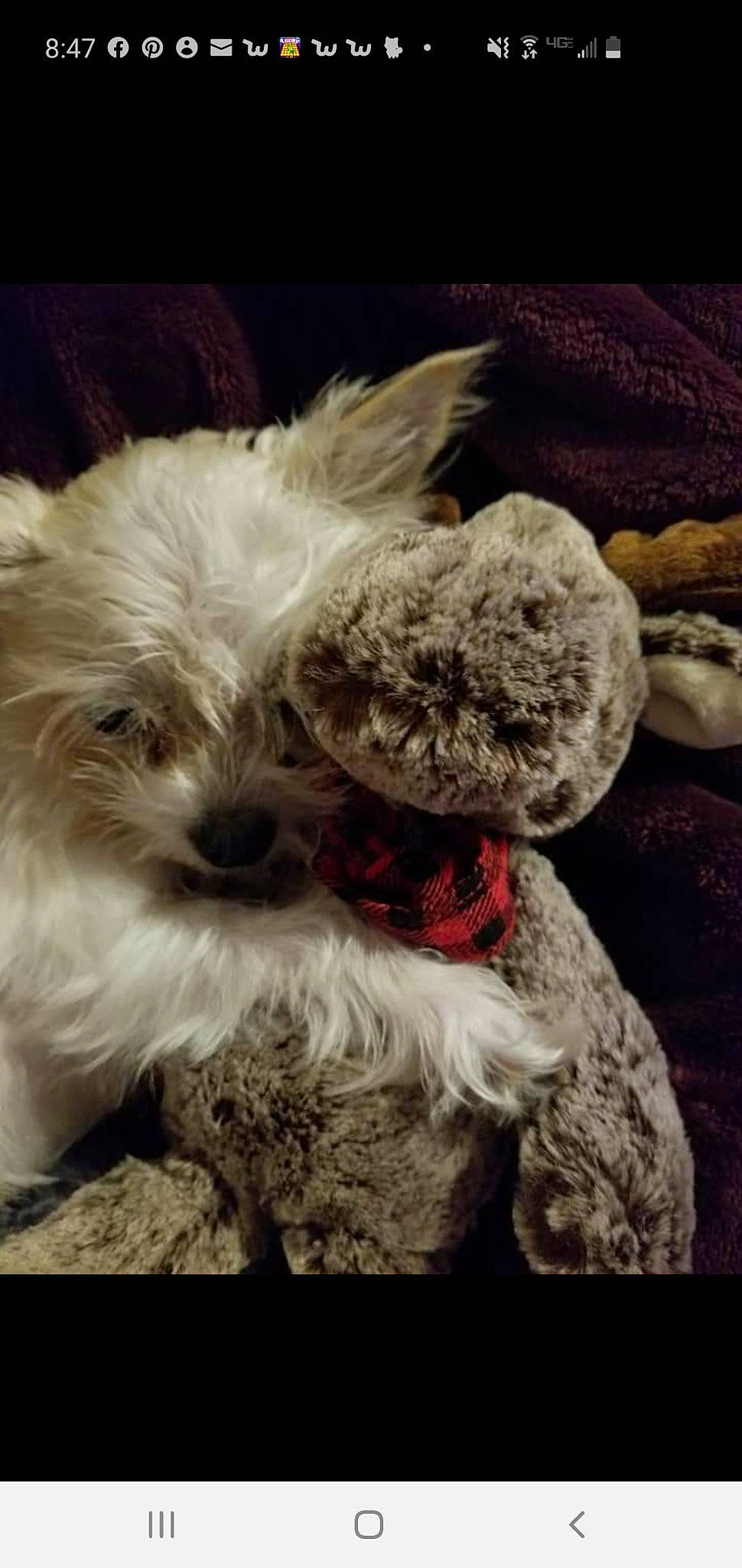 Paislie is registered to the contest to win money with this photo: canidae, carnivore, cloud, companion_dog, dog, dog_breed, dog_collar, fur, love, maltepoo, non_sporting_group, puppy, small_terrier, snout, sporting_group, terrestrial_animal, terrier, toy_dog, water_dog, working_animal