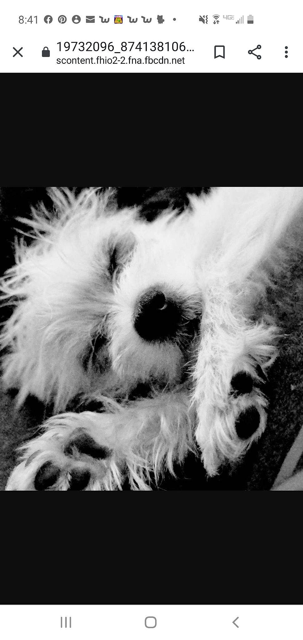 Paislie joined the competition — help win amazing prizes! black_and_white, carnivore, close_up, cloud, companion_dog, dog, dog_breed, dog_collar, fur, monochrome, monochrome_photography, paw, sky, small_terrier, snout, terrier, toy_dog, whiskers, window, working_animal