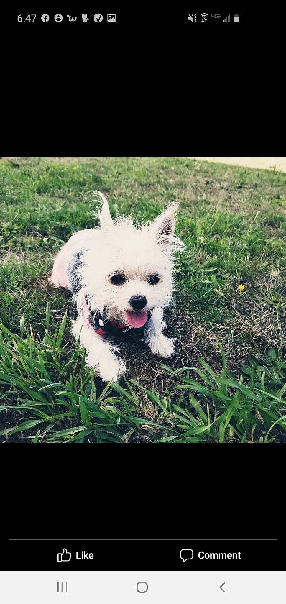 Paislie joined the competition — help win amazing prizes! canidae, carnivore, companion_dog, dog, dog_breed, dog_clothes, dog_supply, fawn, fur, grass, happy, plant, puppy_love, small_terrier, sporting_group, tail, terrier, toy_dog, whiskers, working_animal