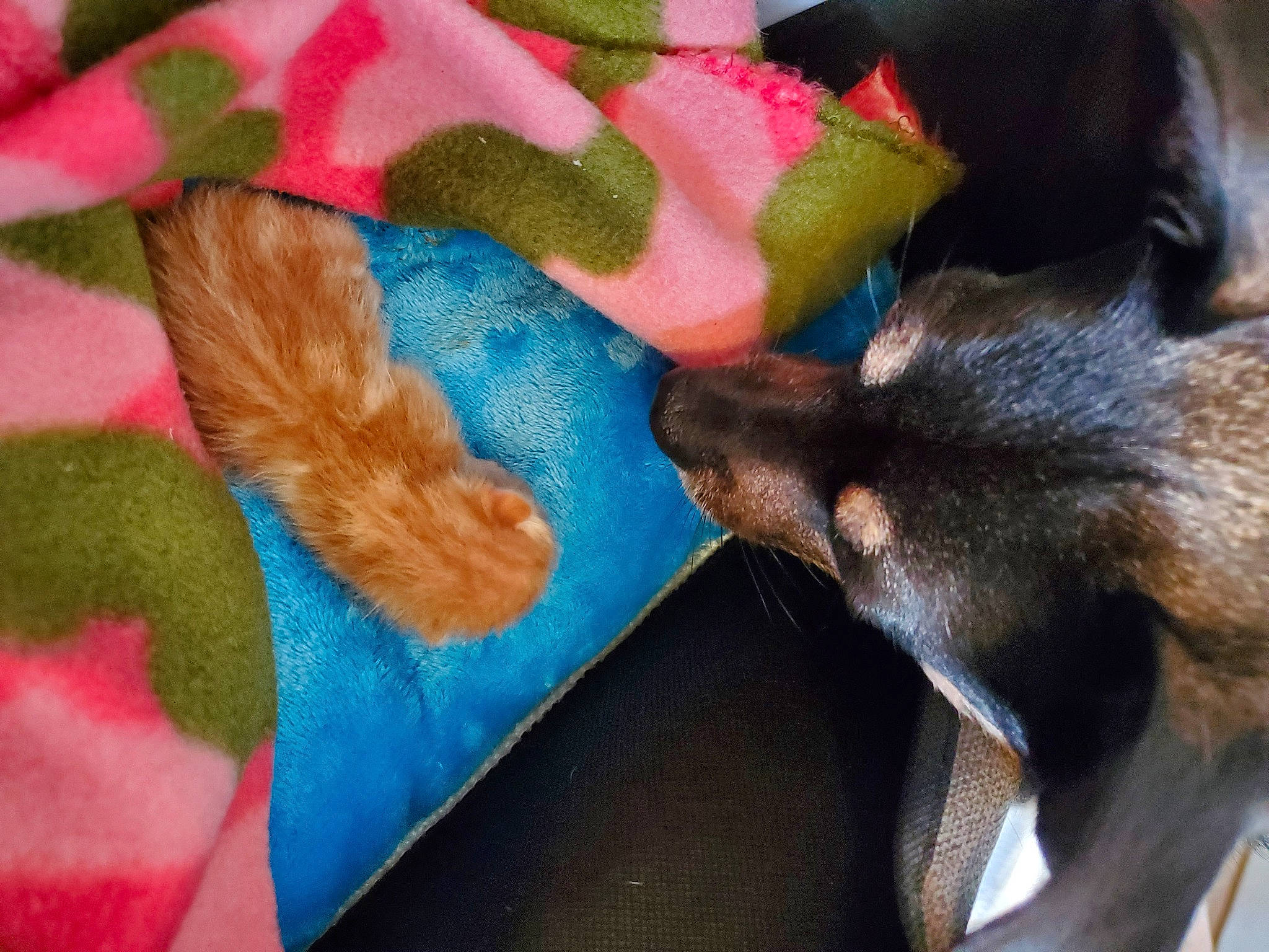 Willie is registered to the contest to win money with this photo: bat, canidae, carnivore, comfort, companion_dog, dog, dog_breed, domestic_short_haired_cat, fawn, felidae, fur, grey, linens, magenta, mammal, pattern, small_to_medium_sized_cats, sporting_group, stuffed_toy, tail