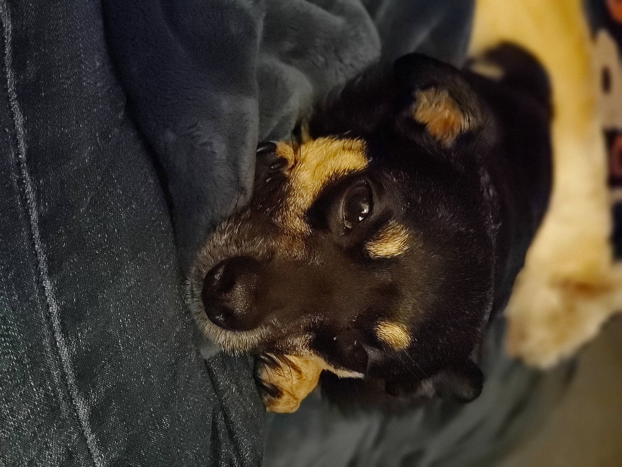 Willie is registered to the contest to win money with this photo: canidae, carnivore, close_up, companion_dog, dog, dog_breed, ear, fawn, fur, guard_dog, paw, pinscher, sleeve, snout, sporting_group, terrestrial_animal, toy_dog, whiskers, working_animal, working_dog