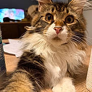 Aïko participe au concours pour gagner de l'argent avec cette photo : cat, fluffy, tabby, white_paws, whiskers, close_up, indoor, curious, pet, animal, feline, fur, ears, table, paw, domestic_cat, cute, portrait, muzzle, face