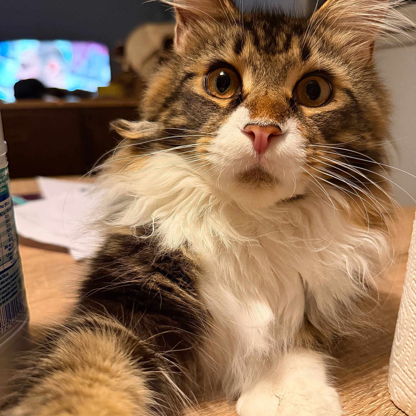 Aïko participe au concours pour gagner de l'argent avec cette photo : animal, cat, close_up, curious, cute, domestic_cat, ears, face, feline, fluffy, fur, indoor, muzzle, paw, pet, portrait, tabby, table, whiskers, white_paws