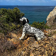 Serena a rejoint le concours — aidez-le/la à gagner de superbes lots ! adventure, animal, blue, bush, cliff, cloud, coast, daytime, dog, fur, harness, landscape, nature, ocean, outdoor, pet, rock, scenic, sky, wildlife