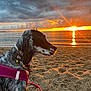 Serena participe au concours pour gagner de l'argent avec cette photo : dog, beach, sunset, sand, water, sea, harness, collar, wet_fur, cloudy_sky, reflection, outdoor, animal, nature, landscape, sunlight, leash, calm, scenic, profile