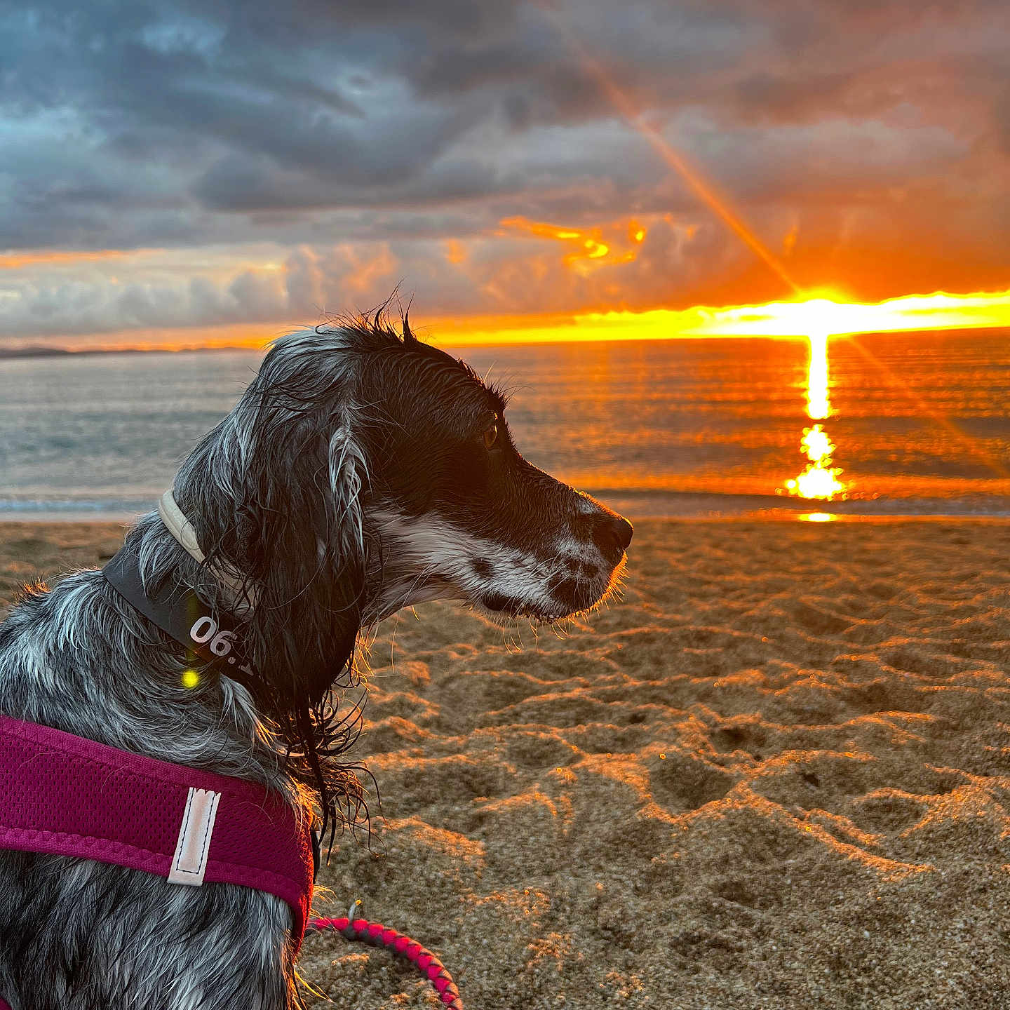 Serena participe au concours pour gagner de l'argent avec cette photo : animal, beach, calm, cloudy_sky, collar, dog, harness, landscape, leash, nature, outdoor, profile, reflection, sand, scenic, sea, sunlight, sunset, water, wet_fur