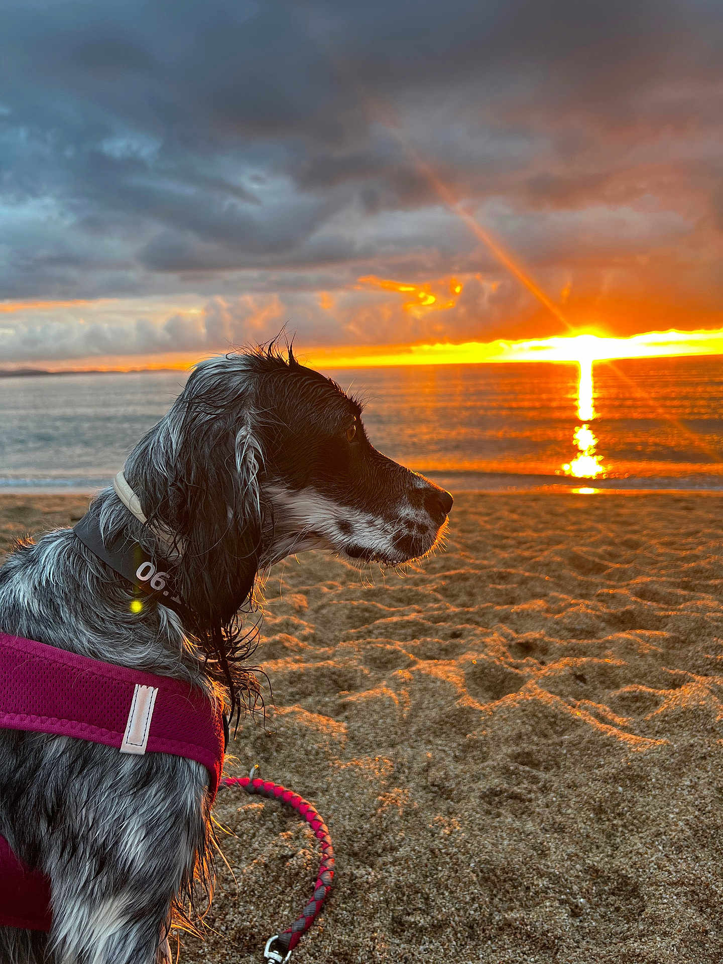 Serena participe au concours pour gagner de l'argent avec cette photo : dog, beach, sunset, sand, water, sea, harness, collar, wet_fur, cloudy_sky, reflection, outdoor, animal, nature, landscape, sunlight, leash, calm, scenic, profile