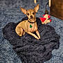 dog, small_dog, chihuahua, pet, blanket, plush_toy, carpet, indoor, fur, collar, tag, ears, alert, sitting, looking, cute, cozy, animal, companion, rest