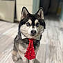 dog, husky, tie, collar, indoor, floor, pet, animal, canine, portrait, cute, festive, red, white, eyes, ears, fur, sitting, looking, holiday