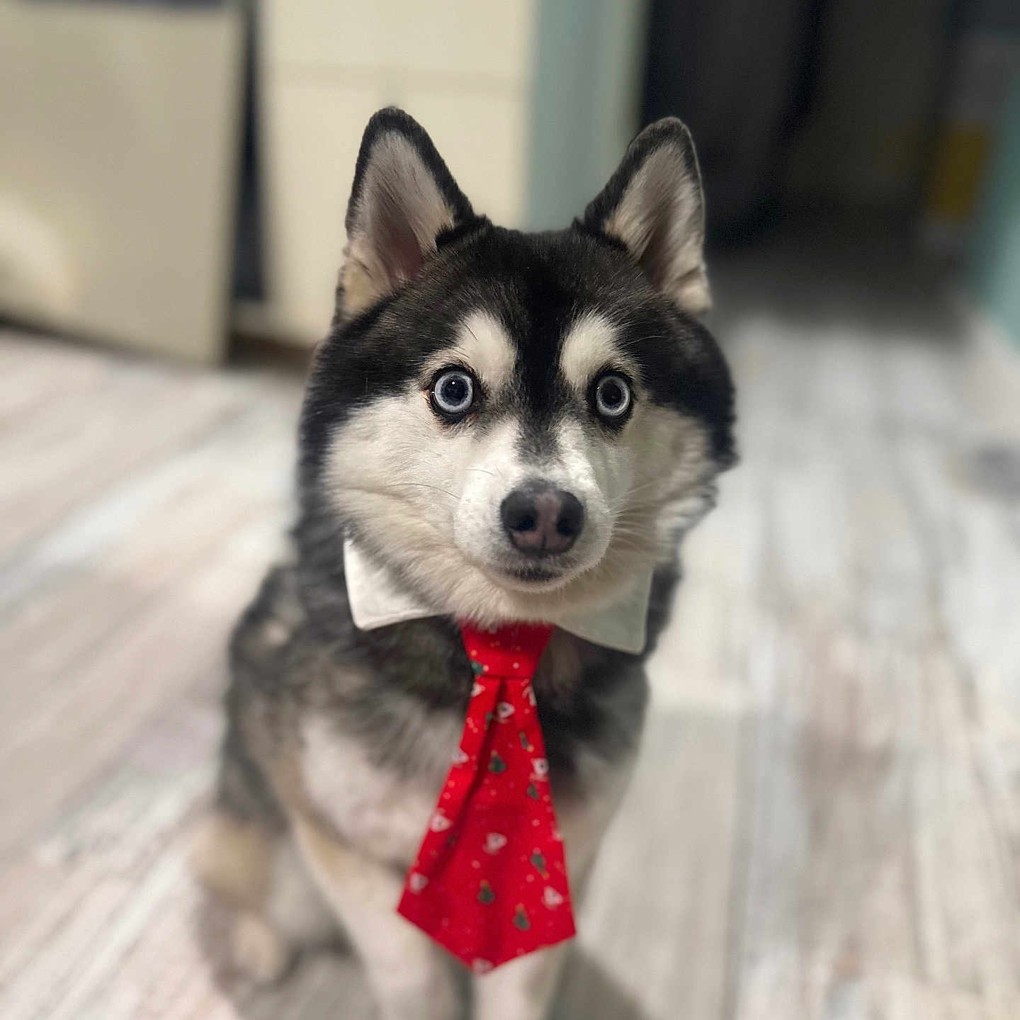 Lùpo participe au concours pour gagner de l'argent avec cette photo : animal, canine, collar, cute, dog, ears, eyes, festive, floor, fur, holiday, husky, indoor, looking, pet, portrait, red, sitting, tie, white