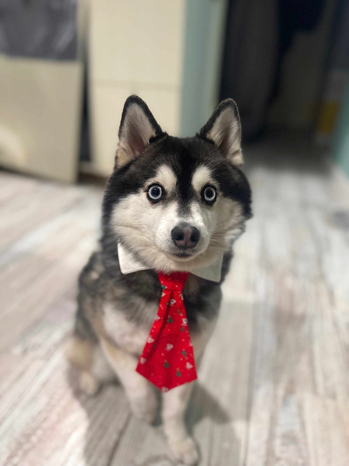 Lùpo participe au concours pour gagner de l'argent avec cette photo : dog, husky, tie, collar, indoor, floor, pet, animal, canine, portrait, cute, festive, red, white, eyes, ears, fur, sitting, looking, holiday