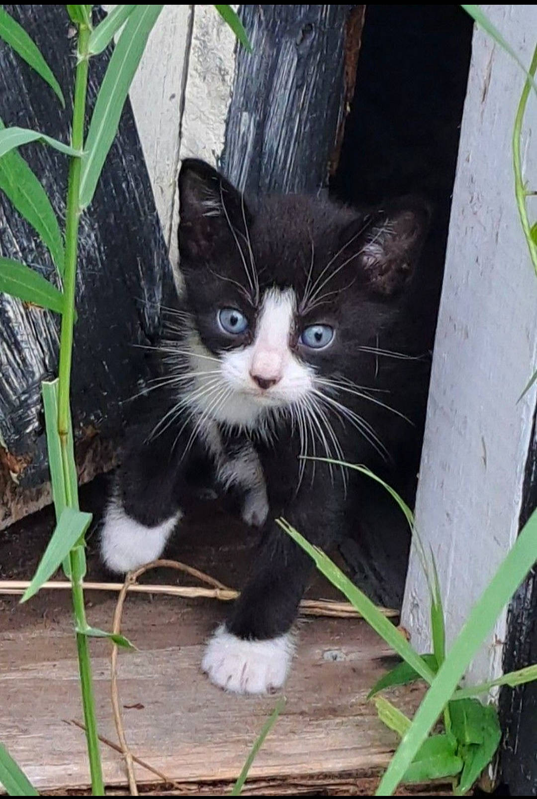 Austin joined the competition — help win amazing prizes! black_cat, carnivore, cat, domestic_short_haired_cat, felidae, flowerpot, fur, grass, paw, photo_caption, plant, sitting, small_to_medium_sized_cats, snout, tail, terrestrial_animal, twig, whiskers, window, wood