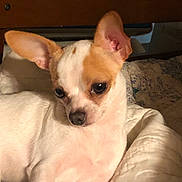 Titus is registered to the contest to win money with this photo: dog, chihuahua, small_dog, pet, indoor, quilt, blanket, brown_and_white, ears, face, animal, cute, cozy, resting, furniture, wooden_chair, portrait, companion, domestic, closeup