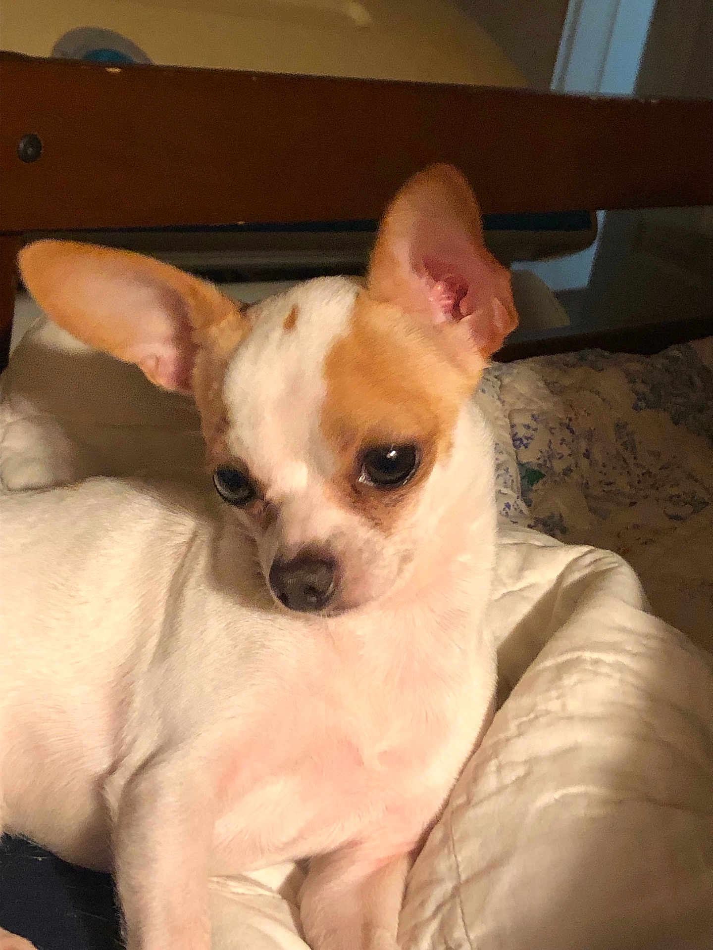 Titus is registered to the contest to win money with this photo: dog, chihuahua, small_dog, pet, indoor, quilt, blanket, brown_and_white, ears, face, animal, cute, cozy, resting, furniture, wooden_chair, portrait, companion, domestic, closeup