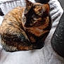 Latte a rejoint le concours — aidez-le/la à gagner de superbes lots ! cat, tortoiseshell, pet, feline, cat_tree, pet_bed, blanket, curled_up, resting, indoor, cozy, fur, whiskers, ears, paw, close_up, blurred, sleepy, soft_texture, home