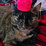 Latte participe au concours pour gagner de l'argent avec cette photo : cat, tortoiseshell_cat, pet, feline, knitted_hat, strawberry_hat, pink_hat, whiskers, ears, close_up, cozy, plaid_blanket, red_blanket, couch, indoor, cute, relaxed, portrait, sitting, blanket_pattern