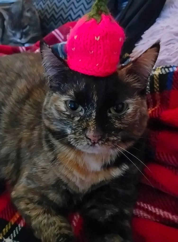 Latte participe au concours pour gagner de l'argent avec cette photo : cat, tortoiseshell_cat, pet, feline, knitted_hat, strawberry_hat, pink_hat, whiskers, ears, close_up, cozy, plaid_blanket, red_blanket, couch, indoor, cute, relaxed, portrait, sitting, blanket_pattern