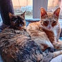 cats, two_cats, orange_tabby, tortoiseshell_cat, feline, pet, indoor, window, windowsill, blanket, cozy, whiskers, ears, fur, tail, looking_at_camera, pair, cuddling, home, daylight