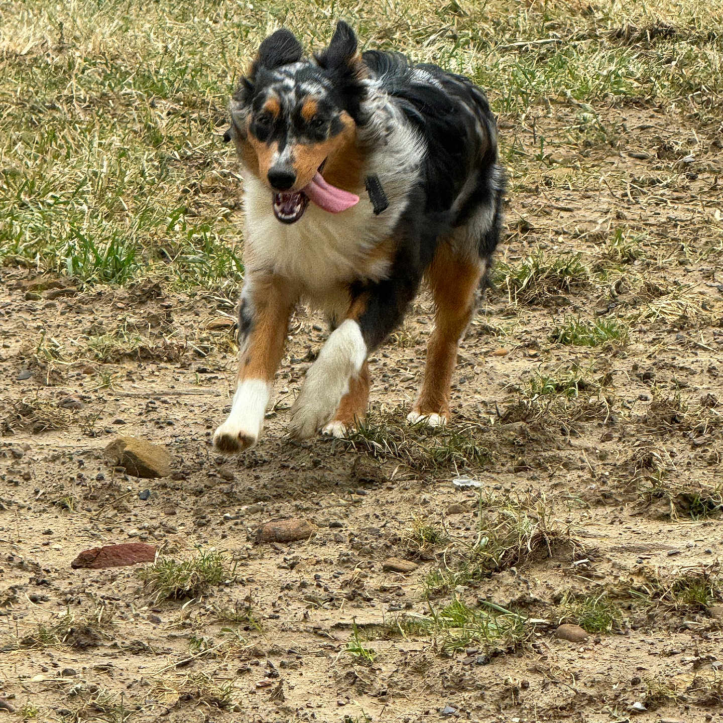 Ozzy joined the competition — help win amazing prizes! animal, ball, canine, dog, field, football, grass, grassland, hound, nature, outdoors, pet, plant, puppy, rock, soil, sport, tennis, tennisball, vegetation